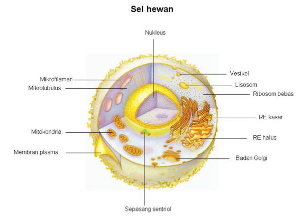 Gambar Hewan  Invertebrata Dan Penjelasannya  Info Masaran