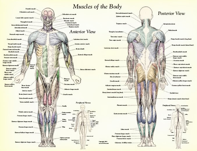 There are approximately 640 skeletal muscles within the typical human, and almost every muscle constitutes one part of a pair of identical bilateral muscles, found on both sides, resulting in approximately 320 pairs of muscles. Pilates Shannonhockensmith Com