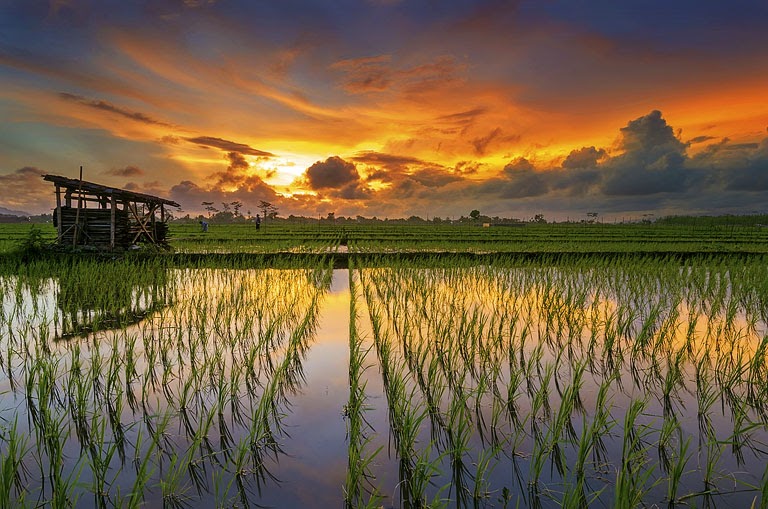 Gambar 10 Lukisan pemandangan sawah dan gunung waktu senja