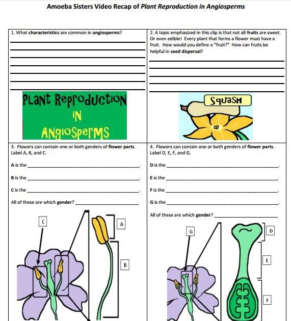 Worksheet Amoeba Sisters Video Recap Pedigrees | schematic ...