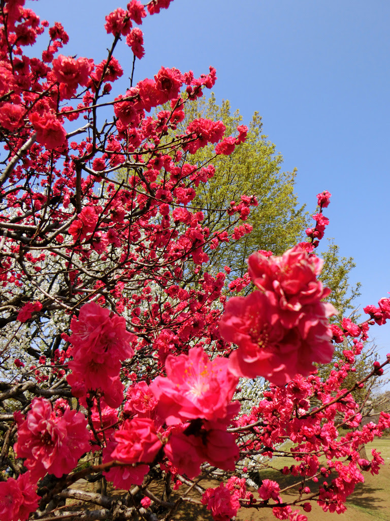 すべての花の画像 最高春 4 月 春 赤い 花