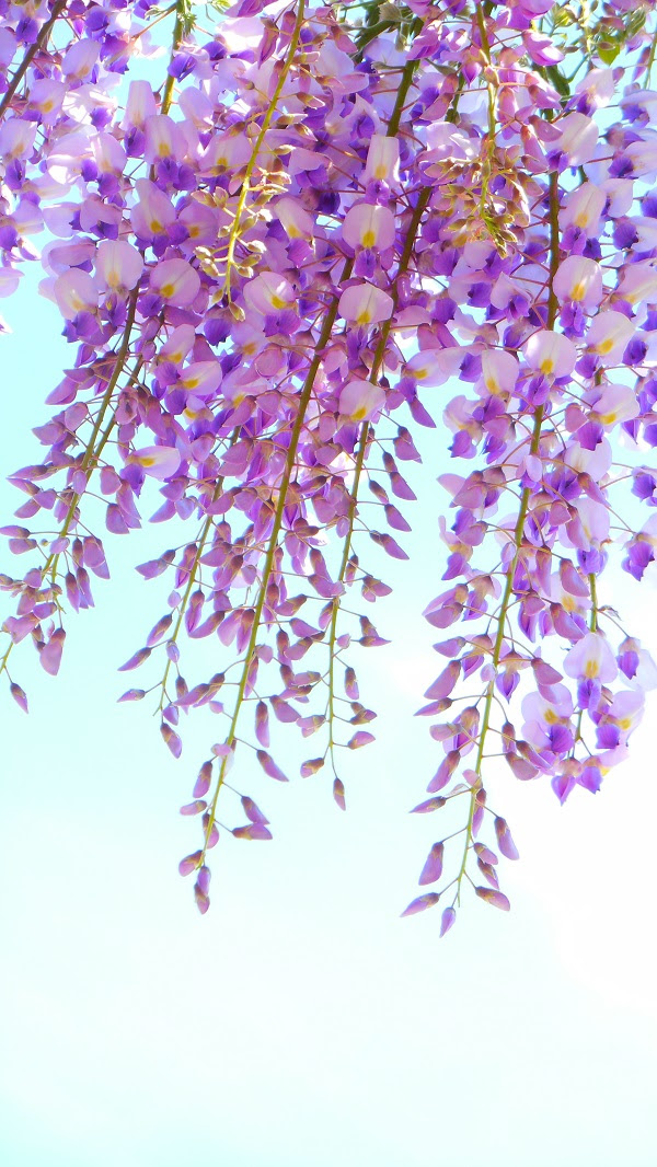 エレガント壁紙 イラスト 藤 の 花 最高の花の画像