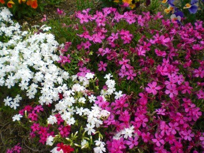 最高の春の花 ピンク 小さい 美しい花の画像