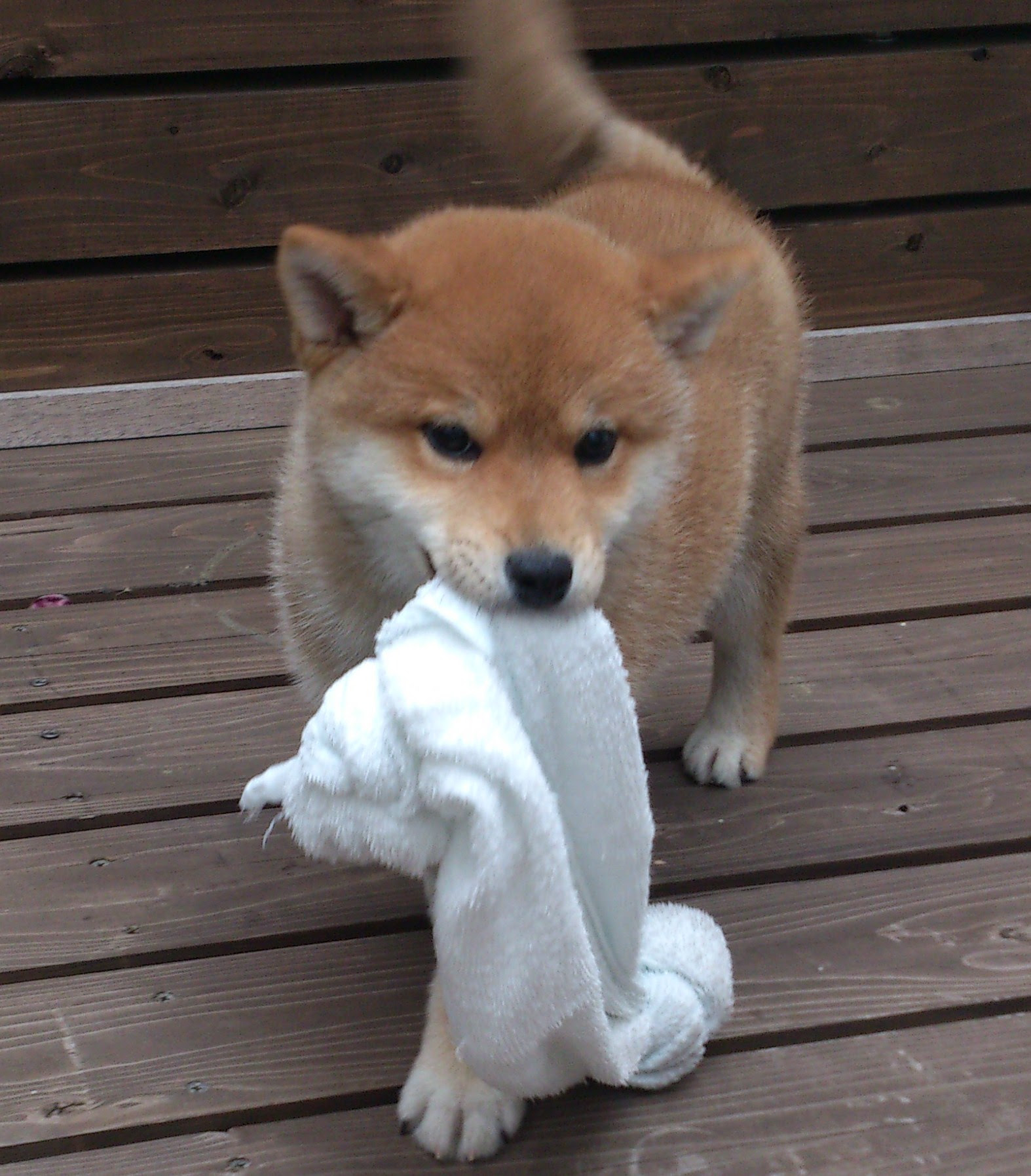 すべての動物画像 無料印刷可能柴犬 可愛い 画像