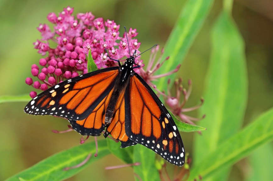 Outdoors, nature, wildlife, butterfly, insect, flower