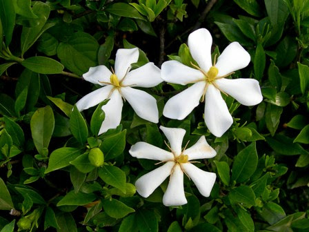 美しい花の画像 Hd限定5 月 白い 花 甘い 香り