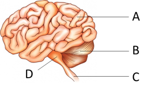 Soalan Quiz Sains - Contoh 317