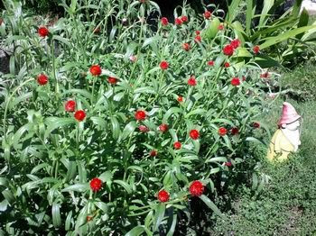 ロイヤリティフリー花 キャンディ 最高の花の画像