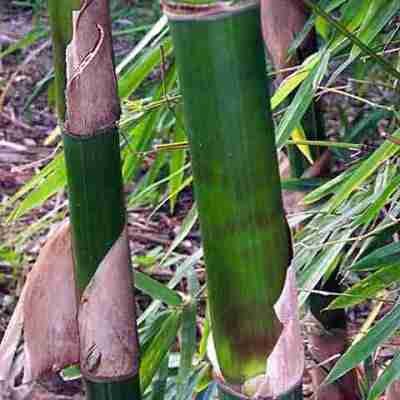 Tumbuh tumbuhan Jenis jenis Bambu  yang terdapat di Indonesia