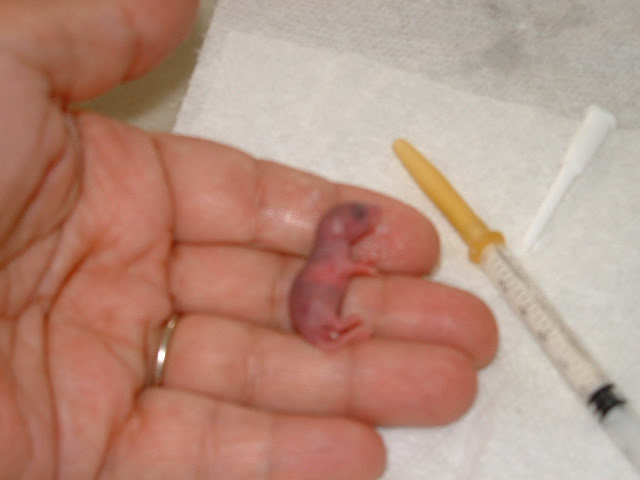 100 Ou Plus Mulot Bebe Souris Sauvage 5636 Fonddecransbu