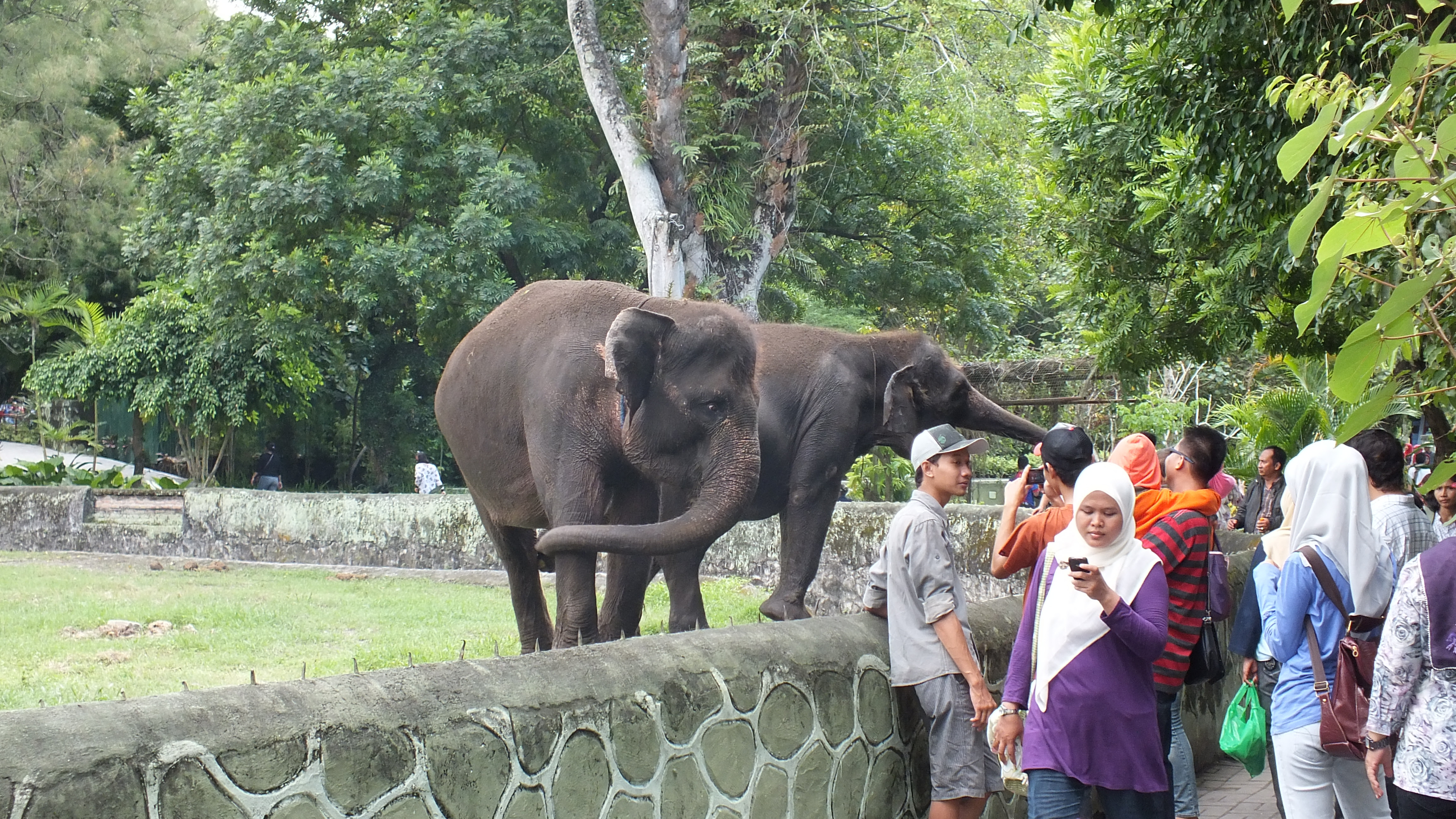 Top Gambar Kartun Suasana Kebun Binatang Kolek Gambar