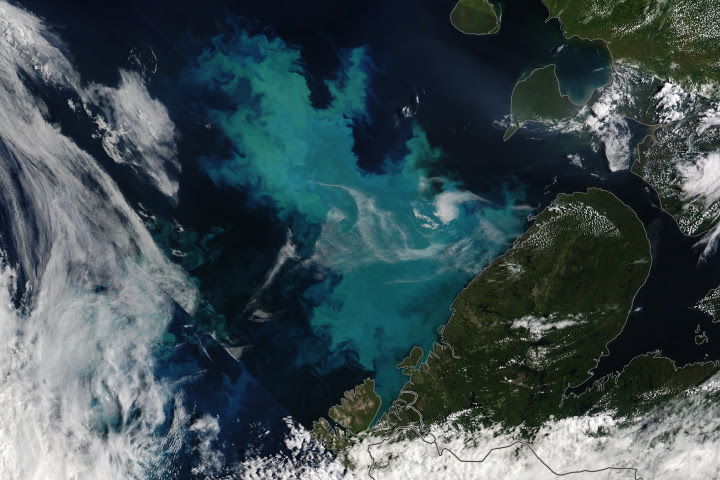 A Bloom in a Changing Barents Sea