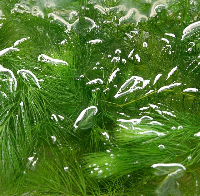 初心者さんにもお勧めの神草 マツモ ビオトープの水生植物
