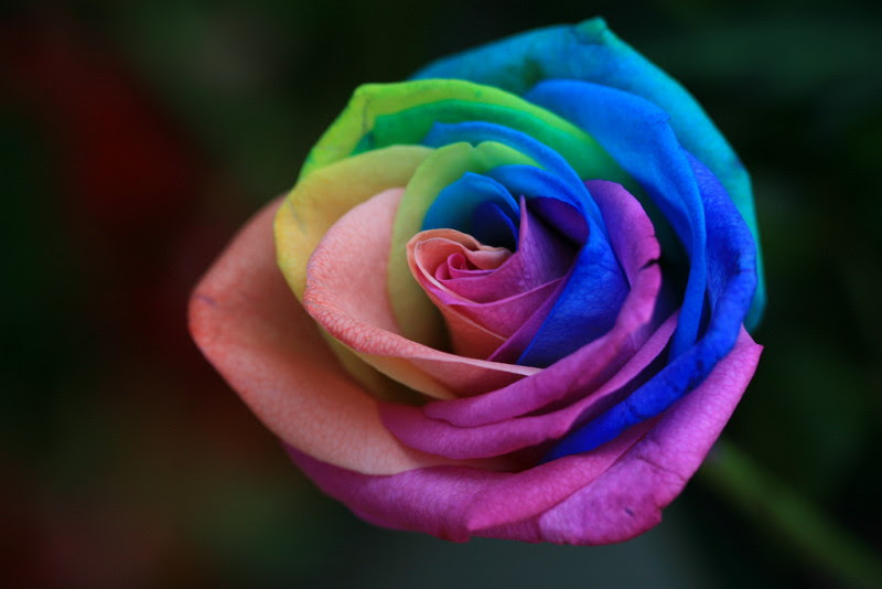 これまでで最高の世界 一 珍しい 花 美しい花の画像