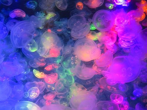ディズニー画像ランド 上壁紙 幻想 的 クラゲ