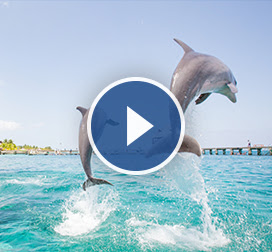 Watch a video about shore excursions!