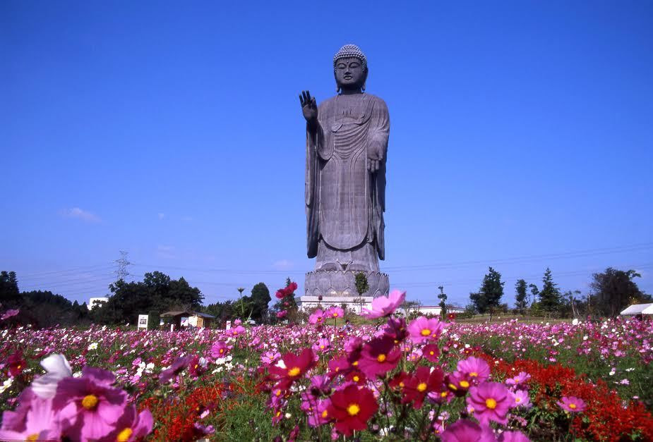 Tượng phật, lớn nhất thế giới, Ibaraki, Nhật bản, du lịch nhật bản, Ushiku Daibutsu