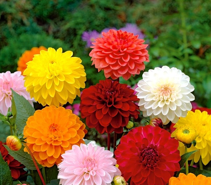 10 Gambar Bunga Dahlia Ukuran Besar Gambar Bunga Indah