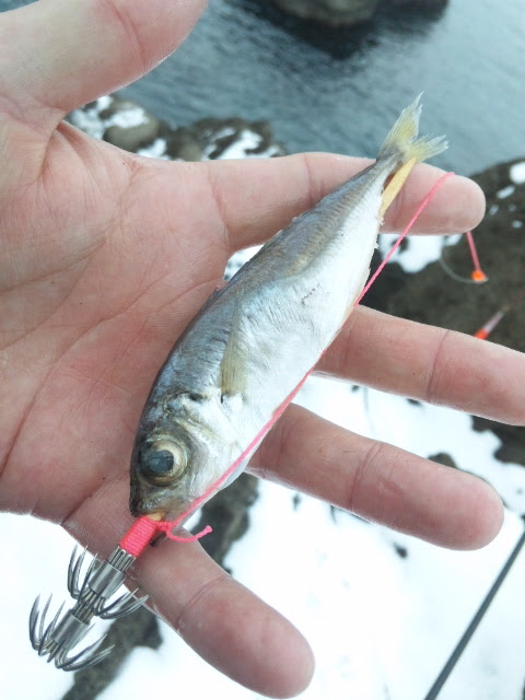 100以上 アオリイカ ウキ釣り 冷凍アジ 2315 アオリイカ ウキ釣り 冷凍アジ 仕掛け