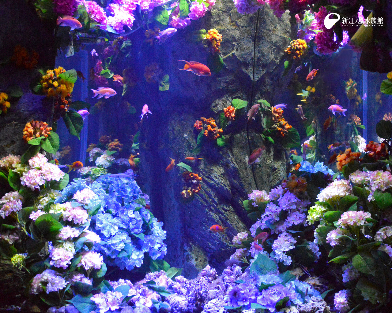 心に強く訴えるアクアリウム 壁紙 高画質 最高の花の画像