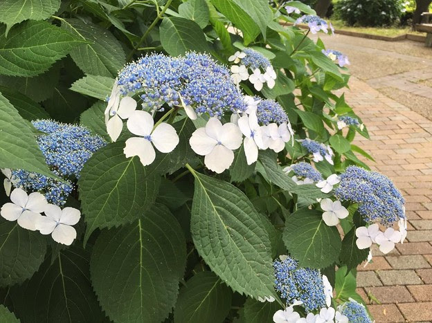 すべての美しい花の画像 50 紫陽花 似 てる 花