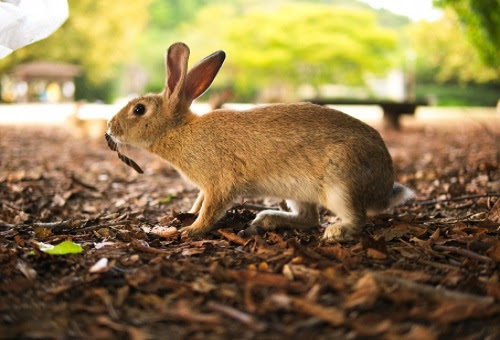 50 素晴らしいうさぎ フン 最高の動物画像