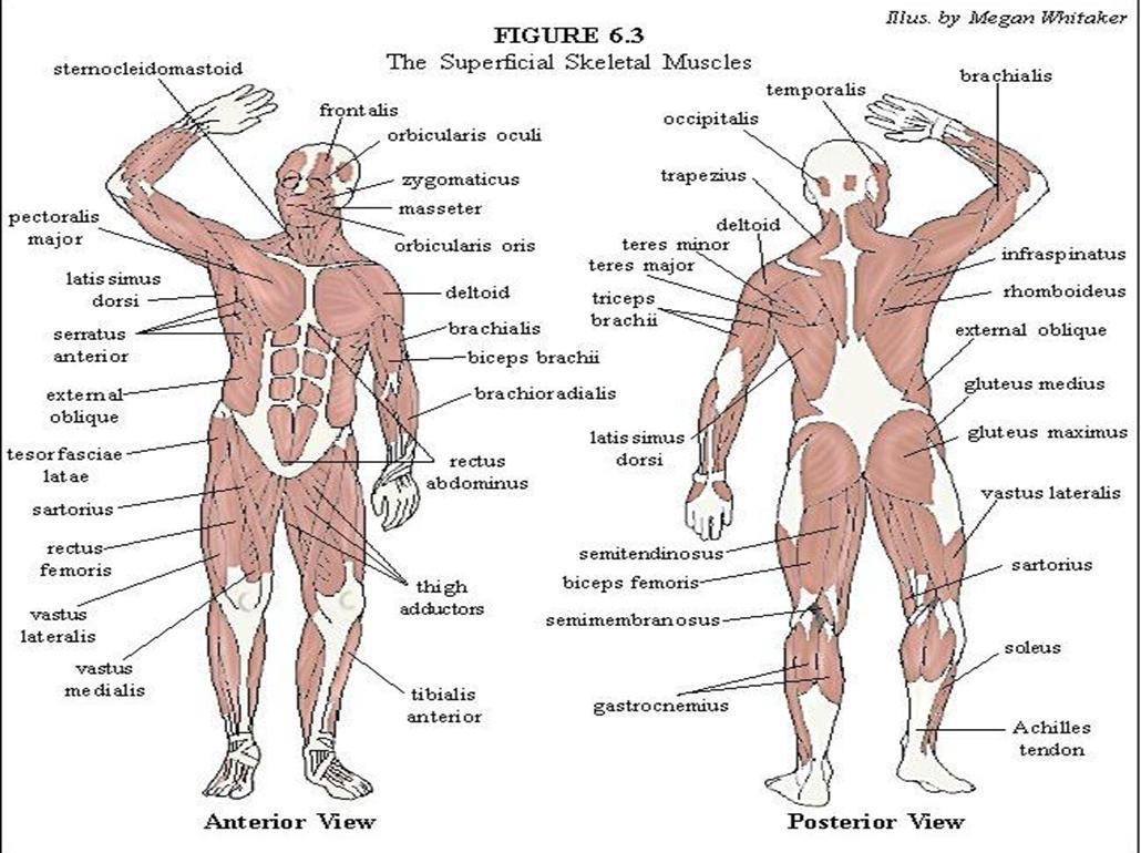 The muscles located in the anterior compartment are involved in flexion at the elbow and shoulder joint whereas muscle in the posterior compartment, triceps brachii the muscles of the anterior compartment are further divided into a superficial, intermediate and deep layer; Study Notes