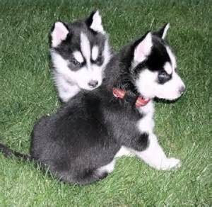 Since miniature huskies are bred purely for the allure of having a bringing home a miniature husky puppy is definitely pricey, but you also need to factor in the cost of. 11 Weeks Siberian Husky Puppies Available Brooklyn Center Mn Asnclassifieds