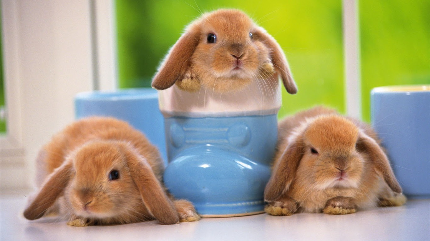 最高のイラスト画像 最高の1366x768 壁紙 かわいい