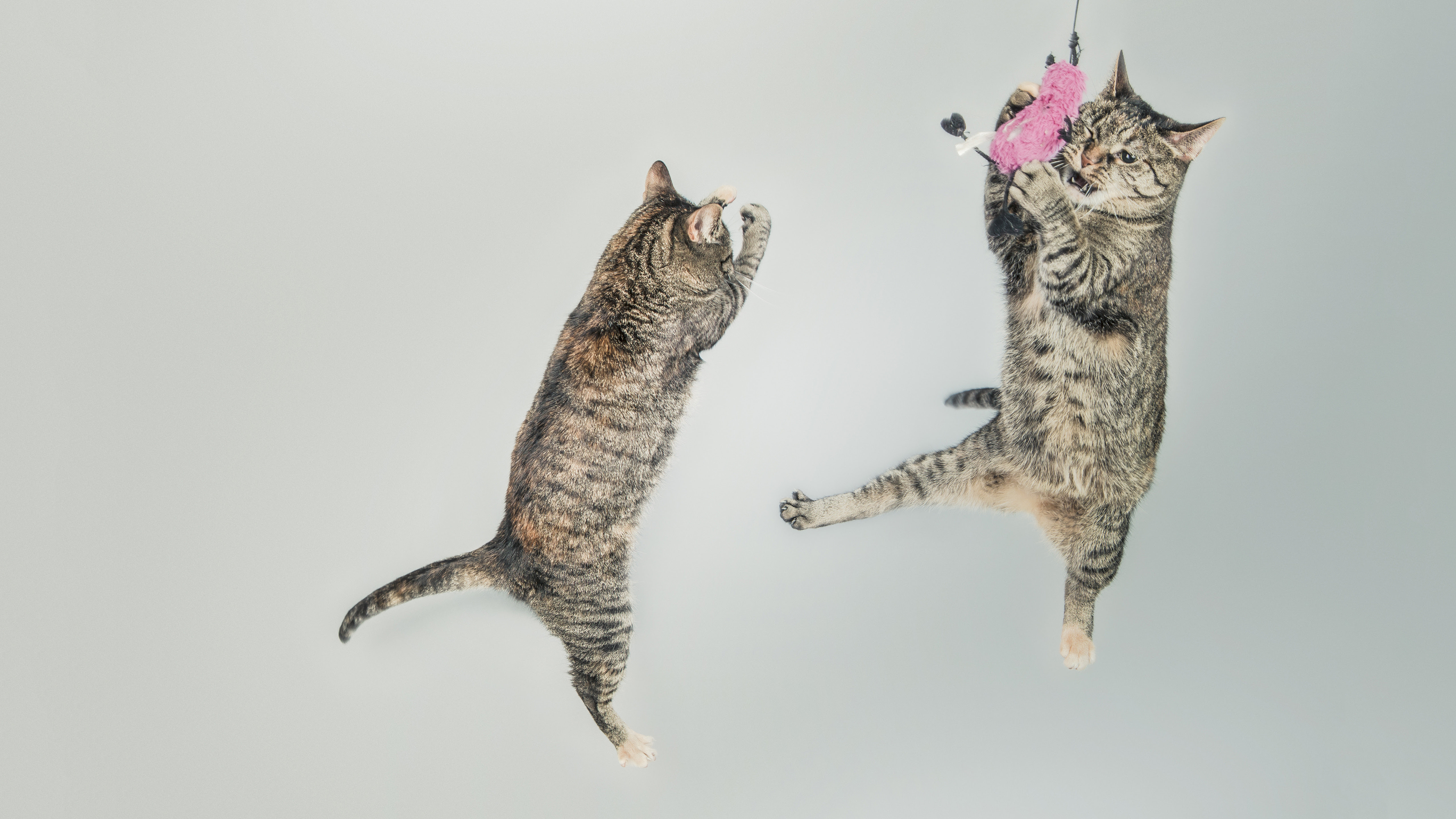 ベスト Pc 壁紙 高 画質 猫 高品質の壁紙のhd壁紙