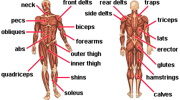 The interactive muscle anatomy diagram shown below outlines the major superficial (i.e. Exercises