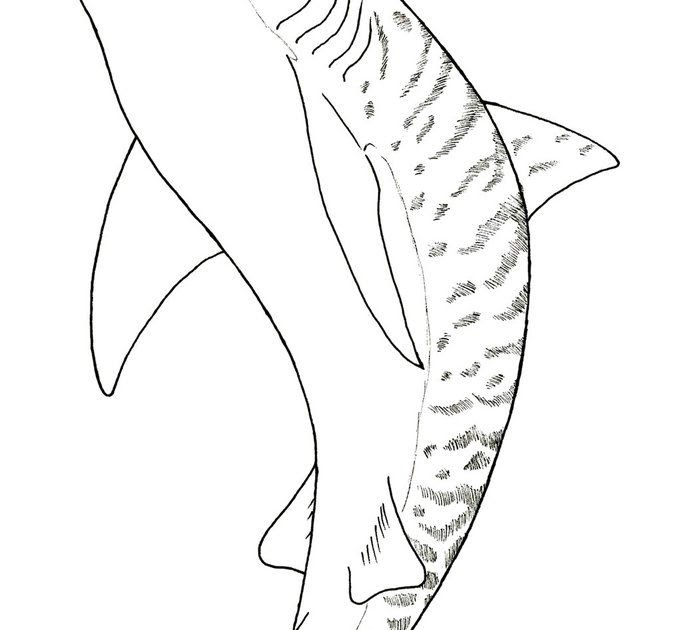 Download 183+ Fish Sharks Tiger Shark Coloring Pages PNG PDF File