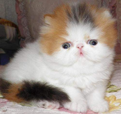 Persian cat  Flatnose