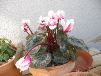 すべての美しい花の画像 ラブリーシクラメン 花 倒れる