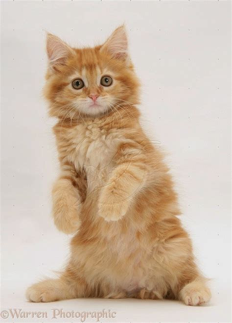  Gambar  Kucing  Anggora Wallpaper  Kucing  Imut
