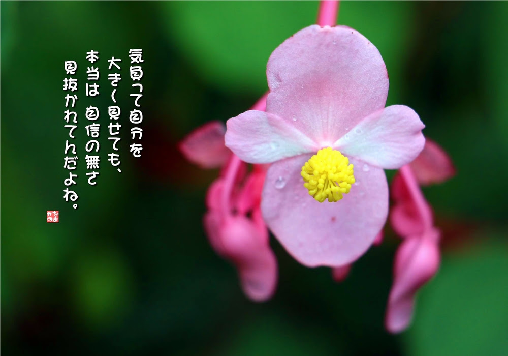 すべての美しい花の画像 新鮮な秋海棠 花 言葉