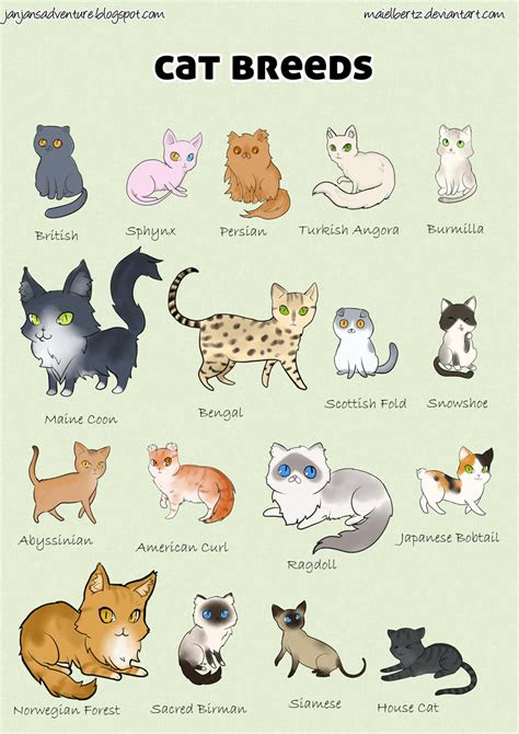 How Many Different Types Of Siamese Cats Are There ...