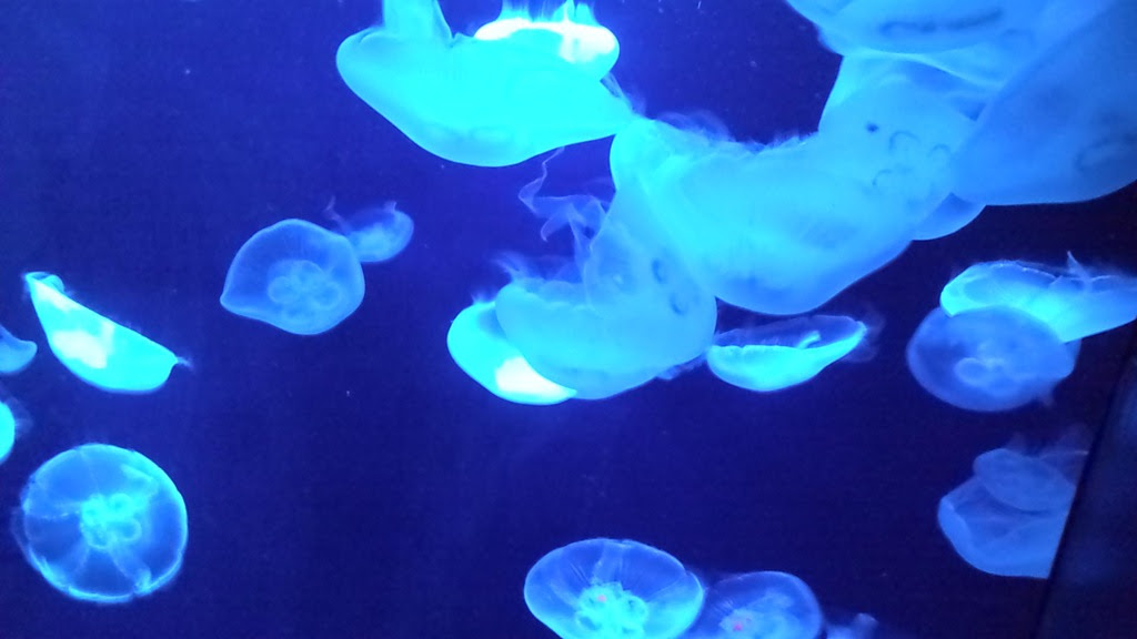 すべての花の画像 最高の壁紙 クラゲ 動く