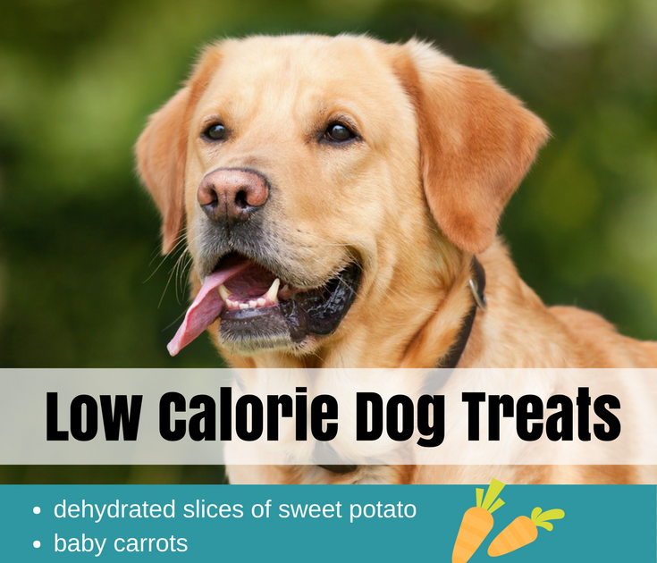 Low Calorie Dog Treat Recipes : Low Calorie Ice Cream ...