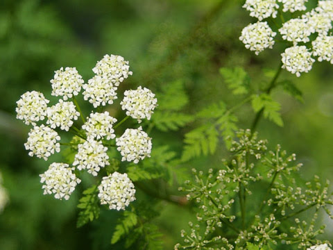 美しい花の画像 ベスト50 人参 花 言葉