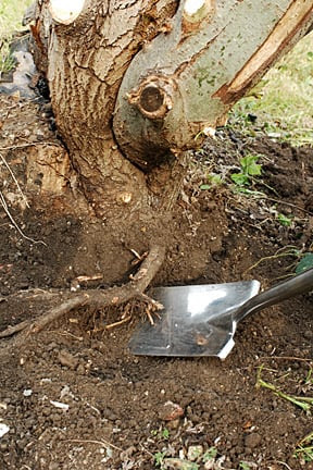 If your stump is larger, then you'll probably need a stump grinder, which we will talk about later. Trees Stump Removal And Treatment Rhs Gardening