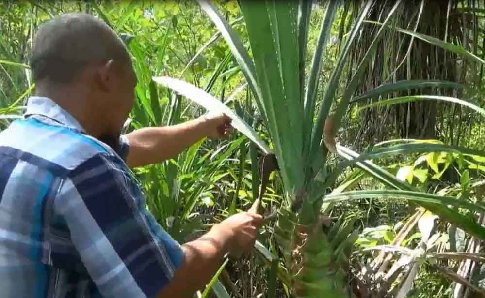 Kerajinan Tikar Pandan  Berwarna CARA  MEMBUAT  ANYAMAN  