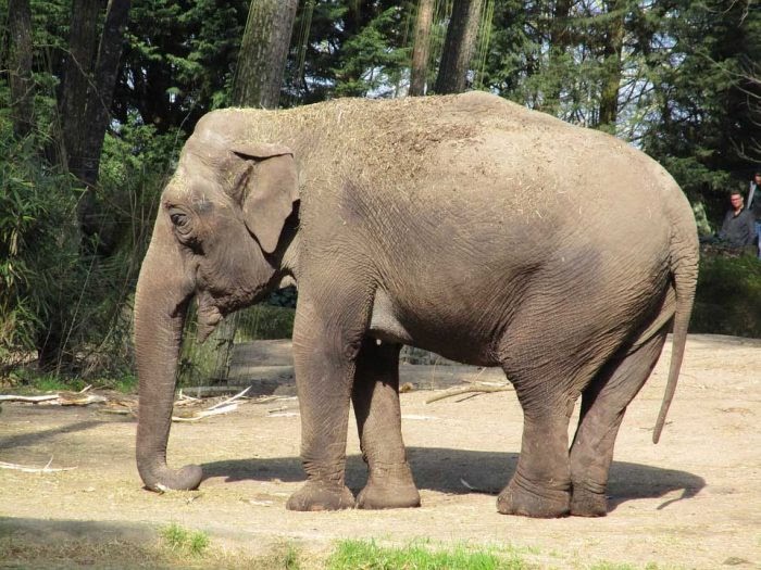  Gambar  Hewan  Langka Gajah  Sumatera Gambar  Hewan 