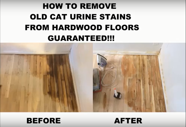 Best Way To Remove Cat Urine From Wood Floors - abevegedeika - How To Get Cat Pee Smell Out Of Wood