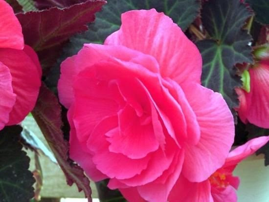 美しい花の画像 最高ベゴニア ピンク