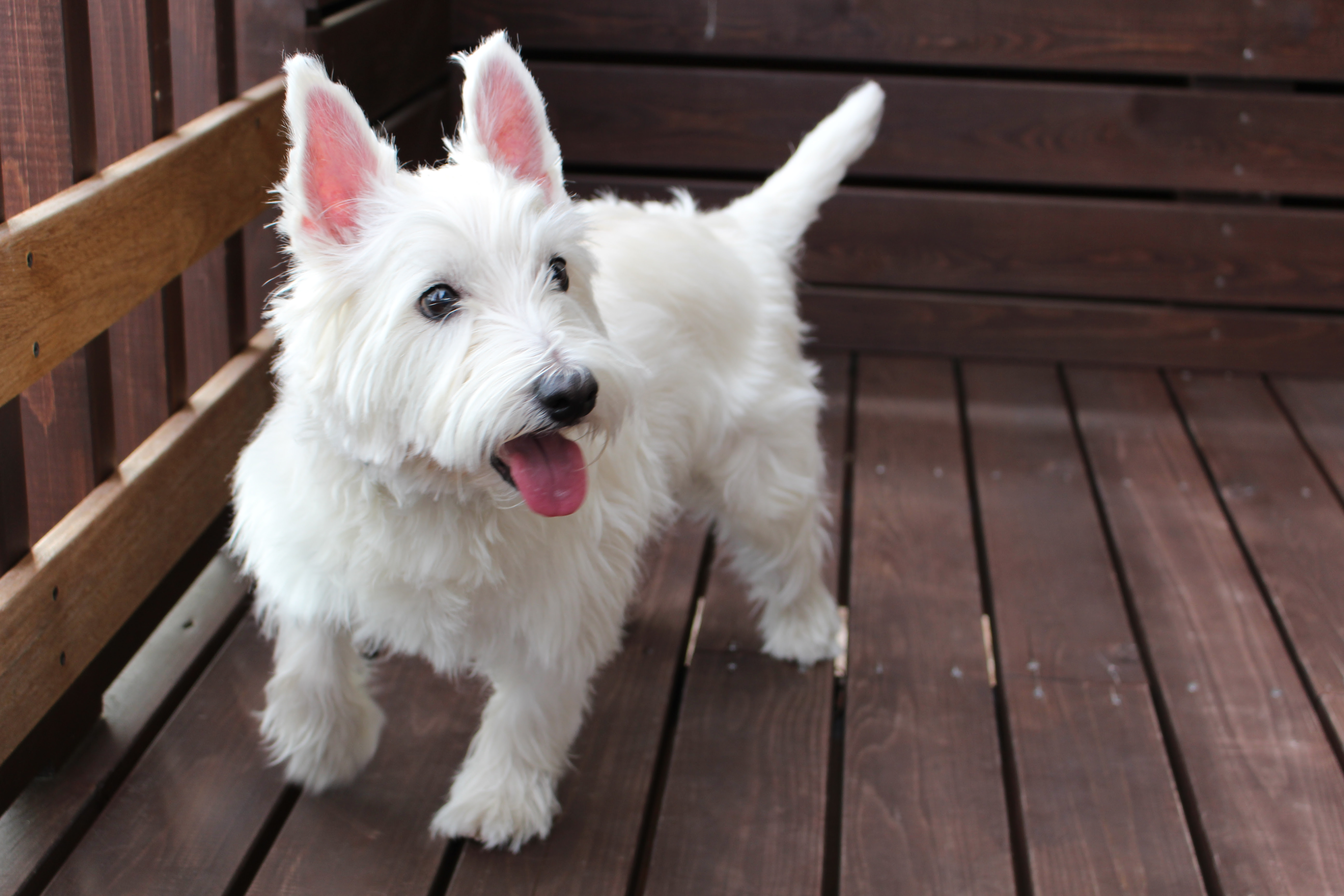 これまでで最高の白い ふわふわ 犬 名前 最高の花の画像
