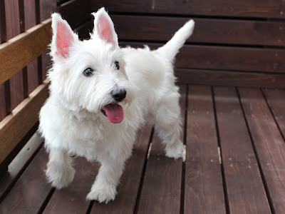 [無料ダウンロード！ √] 犬種 茶色 白 117774-犬種 茶色 白