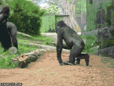 Cheezburger animals cute play gorilla