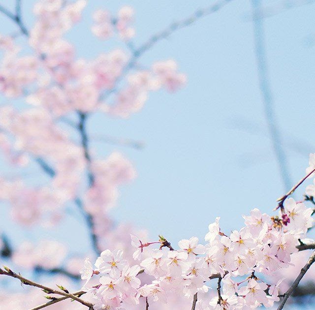 Pastel Aesthetic Cherry Blossom Desktop Wallpaper Hd ...