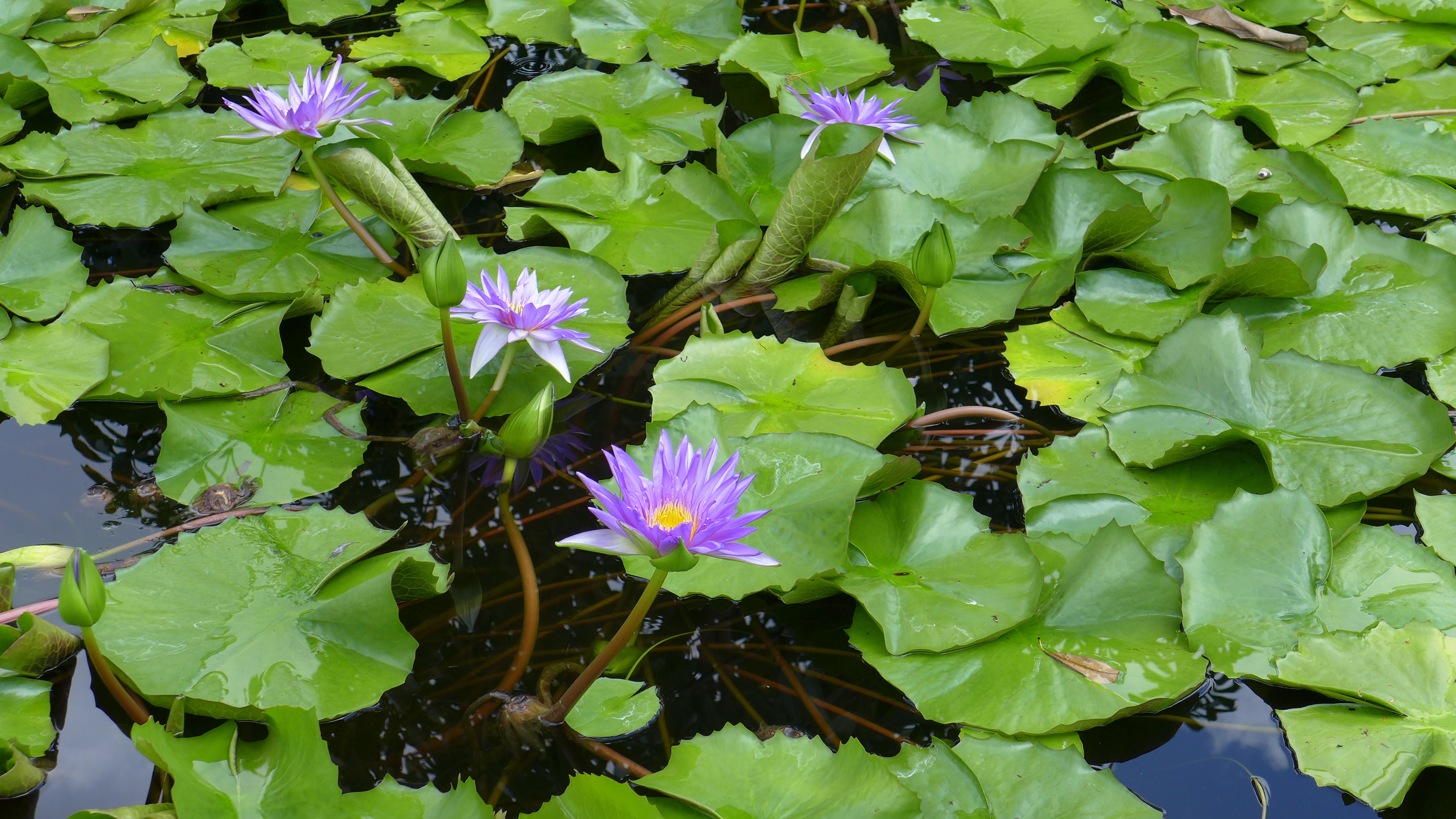 How Do Lotus Flowers Grow gardenpicdesign